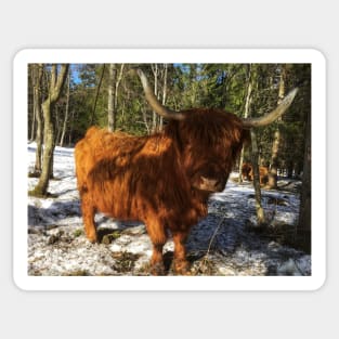 Scottish Highland Cattle Cow 1953 Sticker